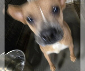 Rat-Cha Dogs for adoption in Jackson, MS, USA