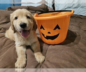 Golden Retriever Puppy for Sale in SAN ANTONIO, Texas USA