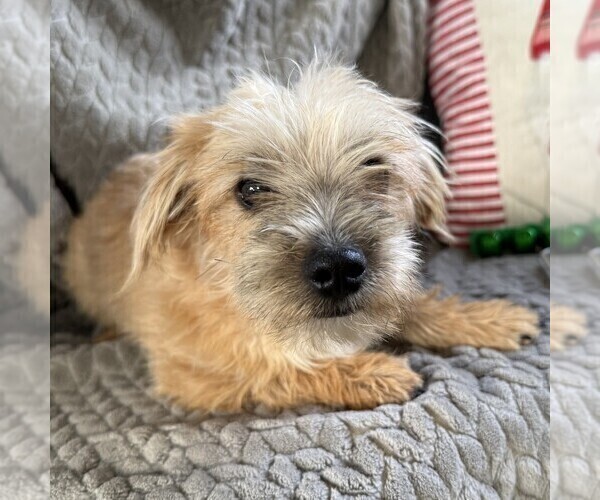 Medium Photo #1 Morkie Puppy For Sale in WILLIAMSBURG, IN, USA