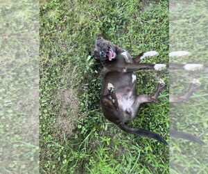 Rachel (Cocoa) - Female Labrador Retriever-Unknown Mix Dog for Adoption - Photo #3