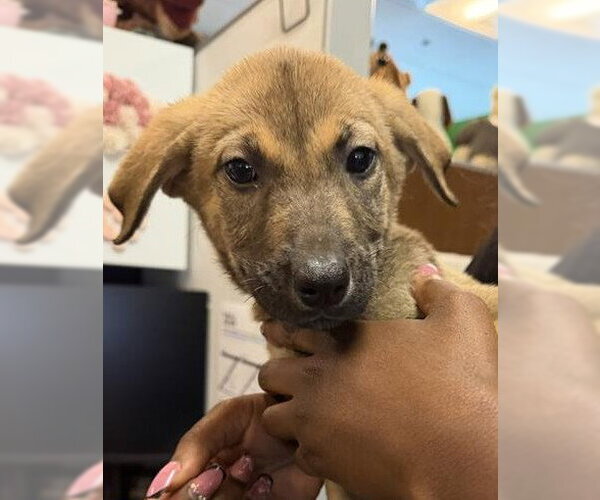 Medium Photo #2 German Shepherd Dog-Unknown Mix Puppy For Sale in Houston, TX, USA