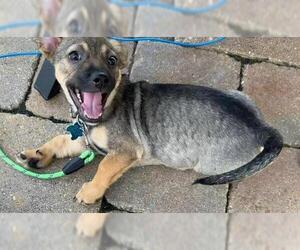 Benny - Male Beagle-Unknown Mix Dog for Adoption - Photo #5