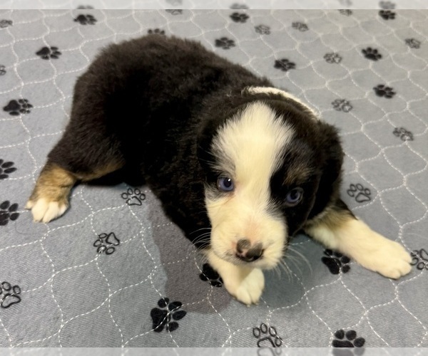 Medium Photo #52 Miniature Australian Shepherd Puppy For Sale in SALISBURY, NC, USA