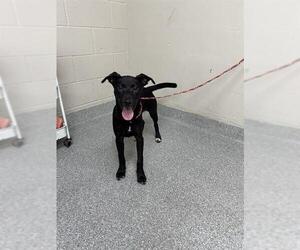 Labrador Retriever-Unknown Mix Dogs for adoption in Pasadena, TX, USA