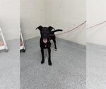 Small Labrador Retriever Mix