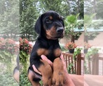 Litter of 9 - Male(s) and Female(s) Doberman PinscherLitter of Puppies for Sale - Photo #3