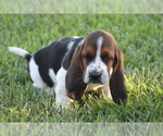 Small #5 Basset Hound