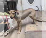 Small #3 Mutt