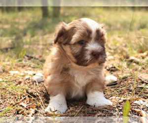 Mother of the Havanese puppies born on 09/04/2025