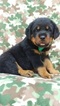 Small Photo #1 Rottweiler Puppy For Sale in LANCASTER, PA, USA