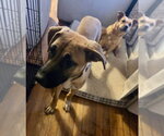 Small #11 Black Mouth Cur-German Shepherd Dog Mix