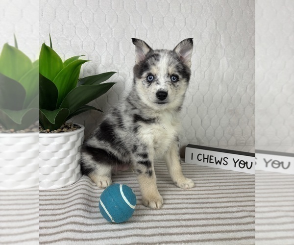 Medium Photo #1 Pomsky Puppy For Sale in GREENFIELD, IN, USA