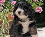 Small #1 Miniature Bernedoodle