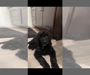 Goldendoodle Puppy for sale in INDIANAPOLIS, IN, USA