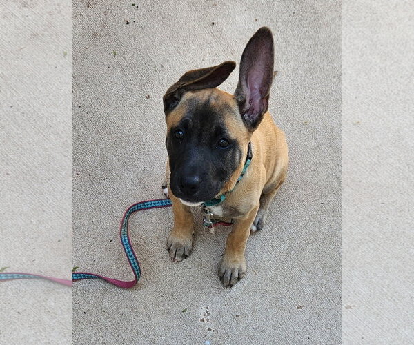 Medium Photo #2 Black Mouth Cur-Unknown Mix Puppy For Sale in Clinton, OK, USA