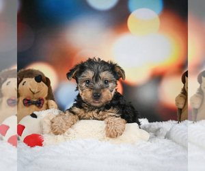 YorkiePoo Puppy for sale in CANTON, OH, USA