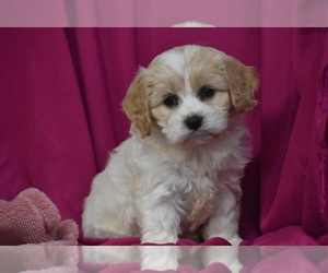 Cavachon Puppy for sale in ELDORADO, OH, USA