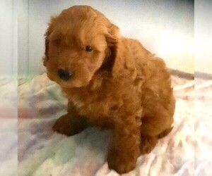 Cockapoo-Poodle (Miniature) Mix Puppy for sale in FORT PLAIN, NY, USA