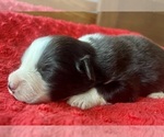 Small #4 Australian Shepherd