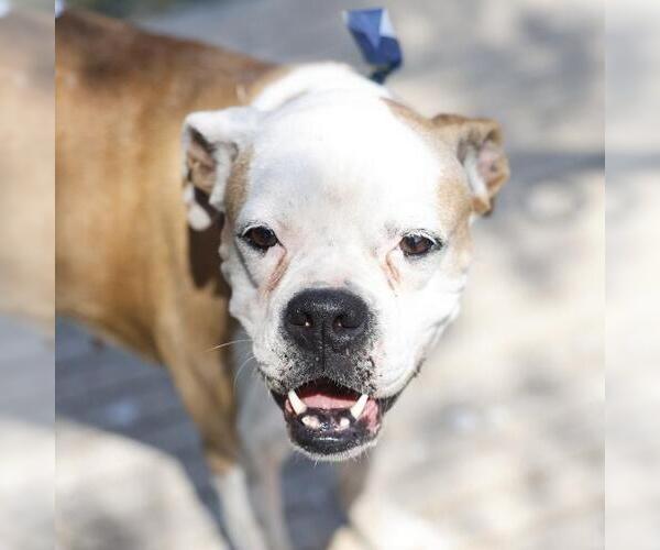 Medium Photo #1 Boxer Puppy For Sale in San Antonio, TX, USA