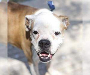 Boxer Dogs for adoption in San Antonio, TX, USA