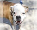 Small Boxer