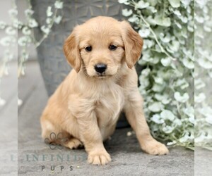 Golden Retriever Puppy for sale in STRASBURG, PA, USA