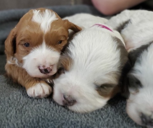 Medium Photo #27 Bernedoodle (Miniature) Puppy For Sale in LEETONIA, OH, USA