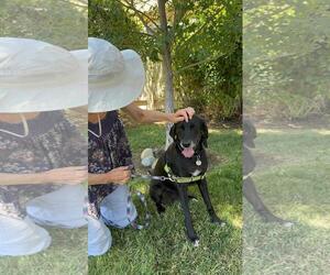 Piperoni - Female American Foxhound-Weimaraner Mix Dog for Adoption - Photo #4