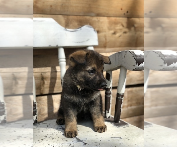 Medium Photo #6 German Shepherd Dog Puppy For Sale in BIRMINGHAM, PA, USA