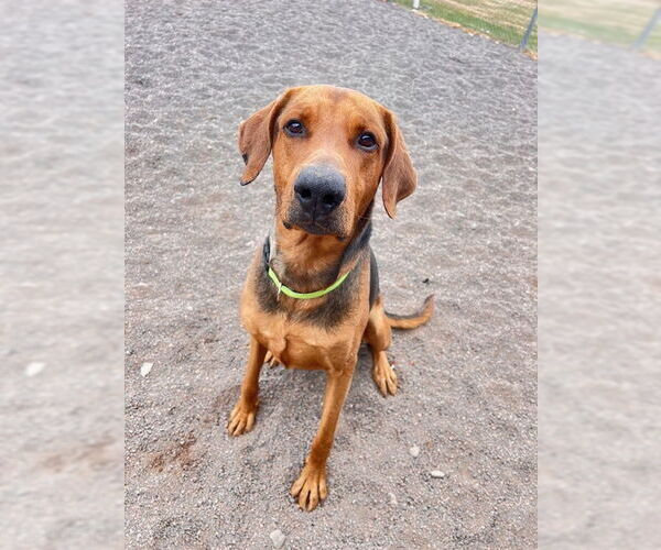 Medium Photo #4 Mutt Puppy For Sale in Webster, WI, USA