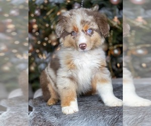 Australian Shepherd Puppy for sale in WESLEY CHAPEL, FL, USA