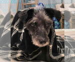 Small #3 Mutt