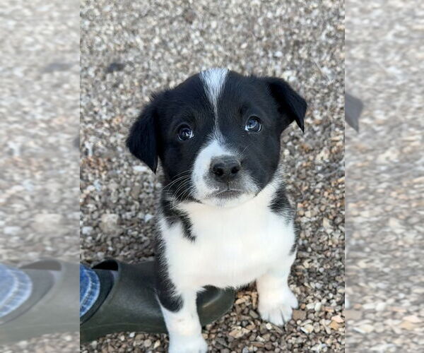 Medium Photo #1 Borador Puppy For Sale in Bolivar, MO, USA