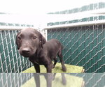 Small Mutt