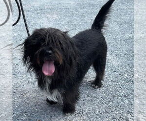 Bearded Collie-Unknown Mix Dogs for adoption in Rustburg, VA, USA