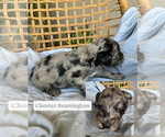 Small #4 Goldendoodle
