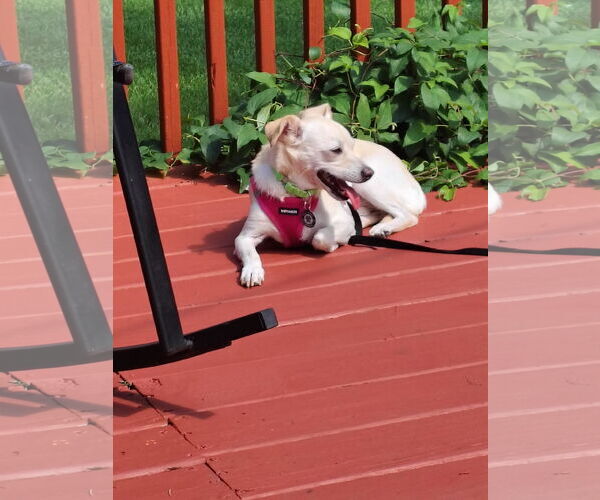 Medium Photo #7 Jack Chi Puppy For Sale in Princeton, MN, USA