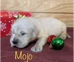 Small English Cream Golden Retriever