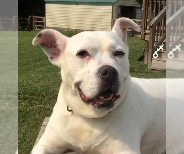 Medium Photo #2 Boxer-Unknown Mix Puppy For Sale in New York, NY, USA