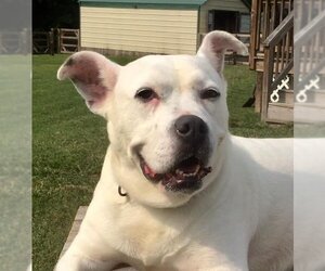 Cloud - Female Boxer-Unknown Mix Dog for Adoption - Photo #2