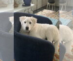 Small #5 Great Pyrenees