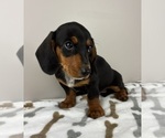 Small #3 Dachshund