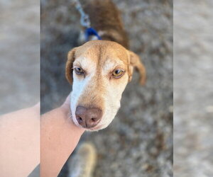 Plum: At shelter - Female Beagle Dog for Adoption - Photo #4