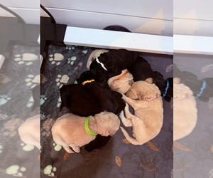 Goldendoodle Puppy for sale in WALNUT GROVE, CA, USA