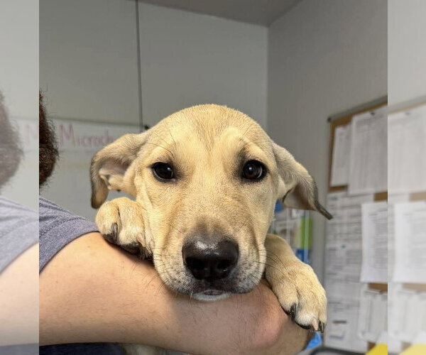Medium Photo #1 Mutt Puppy For Sale in Bolivar, MO, USA