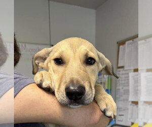 Mutt Dogs for adoption in Bolivar, MO, USA