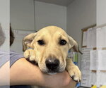 Jane - Female Mutt Dog for Adoption - Small photo