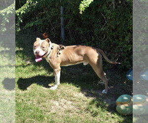 Mutt Dogs for adoption in Glen Allen, VA, USA