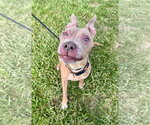 Small Photo #1 American Pit Bull Terrier-Unknown Mix Puppy For Sale in Germantown, OH, USA